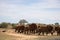 The great mighty red African elephants in Kenya in Tsavo east national park