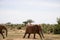 The great mighty red African elephants in Kenya in Tsavo east national park