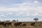 The great mighty red African elephants in Kenya in Tsavo east national park