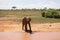 The great mighty red African elephants in Kenya in Tsavo east national park