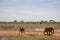 The great mighty red African elephants in Kenya in Tsavo east national park