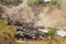 Great migration in Africa. Huge herds of wildebeests cross the river. Masai Mara, Kenya