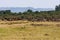 Great migration. Herds on the Mara River. Kenya