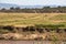 Great migration. Herds on the shores of the Mara River. Kenya, Africa