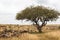 Great migration landscape. Kenya, Africa