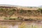 Great migration. Landscape on the Mara River with large herds of wildebeest. Kenya