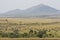 The great migration in the Masai Mara