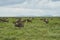 Great Migration Serengeti Gnu Wildebeest Zebra Connochaetes taurinus