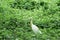 Great milky white plumage Egret Heron standing in a wetland in green leaves background. It a species of Crane bird family with