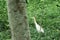 Great milky white plumage Egret Heron standing in a wetland in green leaves background. It a species of Crane bird family with