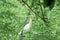Great milky white plumage Egret Heron standing in a wetland in green leaves background. It a species of Crane bird family with