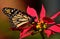 Great monarch butterfly and colorful poinsettia