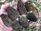 Great morel mushroom finding and beauty of naturalism