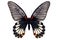 Great Mormon butterfly