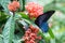 The Great Mormon butterfly, Papilio memnon, feeding on orange Ixora flowers close up