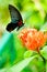 The Great Mormon butterfly on tropical flowers