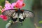 Great mormon (Papilio memnon agenor) butterfly