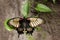 The great Mormon Papilo memnon is a big butterfly from Asia