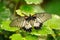 Great Mormon wit open wings on green leafes. Beautiful closeup butterfly