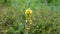 Great mullein flower.