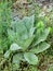 Great Mullein Plant - Verbascum thapsus