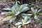 Great Mullein Plant - Verbascum thapsus