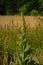 Great mullein about to flower