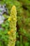 Great Mullein (Verbascum thapsus), a Medicinal Flowering Plant in Himalayas, Uttarakhand, India