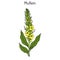 Great mullein Verbascum thapsus , medicinal plant