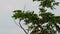 Great myna birds on the tree