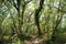 Great Narra tree and vegetation. Philippines.