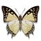 Great nawab butterfly with pale yellowish white and purplish black wings