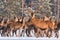 Great noble deer surrounded by herd.Portrait of a deer, while looking at you.Adult deer with big beautiful horns on snowy field.