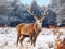 Great noble red deer with big beautiful horns on snowy field on forest background. European wildlife landscape with deer