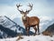 Great noble red deer with big beautiful horns on snowy field on forest European wildlife landscape with deer