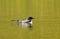 Great Northern diver