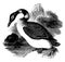 Great Northern Diver, vintage illustration