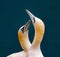 Great northern gannet birds stand together in a grouping