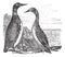 Great Northern Loon or Great Northern Diver or Common Loon or Gavia immer, vintage engraving