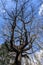 Great Oak Trees in Quarry Wood Nature Reserve, Crowhurst, East Sussex, England