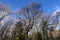 Great Oak Trees in Quarry Wood Nature Reserve, Crowhurst, East Sussex, England