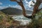 Great Ocean Road scenery: White crested waves and eucalyptus tree