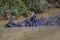 Great One Horned Rhino Bathing in Puddle