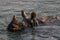 Great One Horned Rhino Bathing at Sunset