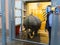 Great one-horned rhinoceros Rhinoceros unicornis transport to Szeged Zoo