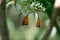 Great Orange Tip butterfly closeup