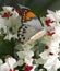 Great Orange Tip Butterfly and flowers