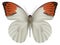 Great orange tip butterfly isolated on a white