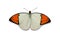 Great Orange Tip Hebomoia glaucippe butterfly