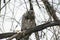 Great Owl in Barren Tree Against a Cloudy Grey Sky